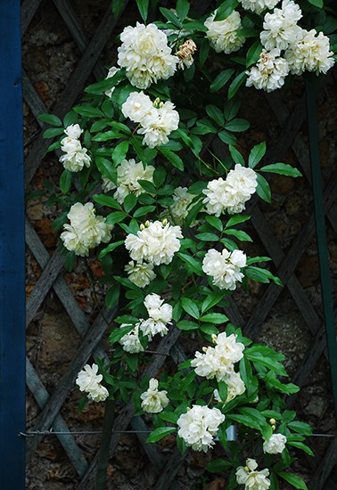 蔷薇科植物木香是我国江南园林中常见的藤蔓，它的枝条柔韧，适合做出各种造型，比如华盖形、伞形；也可系在格栅之上装饰墙面。北京也同样适用。