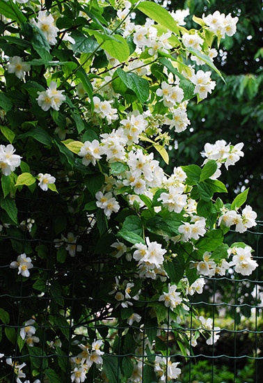大花山梅花，也称“太平花”，花朵芳香美丽，在故宫花园就有种植，据说是因为开发在温暖和煦的“太平之日”所以得名。