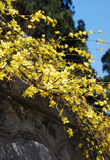 在花园中常做地被覆盖的迎春将会吹响春天的第一支号角，是金色的信号。它和连翘有些像，但仔细看花瓣是不一样的。
