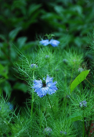 黑种草的中文名字很酷，但英文名字很浪漫，叫做“love-in-mist(迷雾中的爱)”。它的叶片轻盈通透，花朵精致可爱，是非常棒的草花之选。