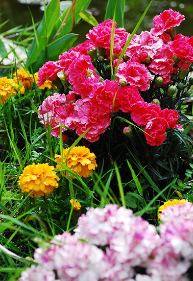 康乃馨和万寿菊的有些品种花朵很相像，而且是很好的鲜切花花材。