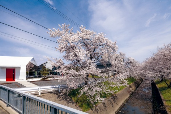 日本岐阜县镜面咖啡厅 樱花倒影美得惊艳