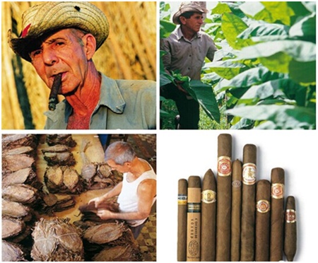 在古巴只有少数种植园的烟叶能用来制作哈瓦那雪茄