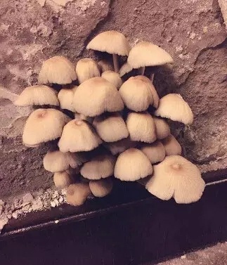 　长出的蘑菇