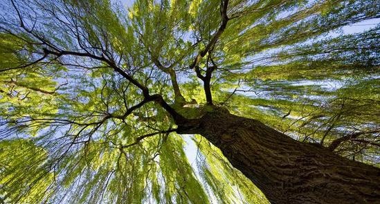 偏爱-安信桃花心木实木地板