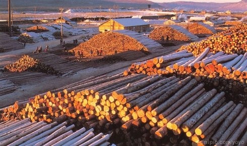 每年大量名贵木材被砍伐