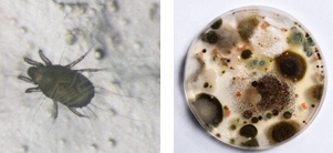 (左)在灰尘样本里所找到的尘螨；(右)有盖培养皿培养出的霉菌