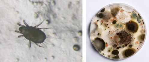由左至右：在灰尘样本里所找到的尘螨；有盖培养皿培养出的霉菌