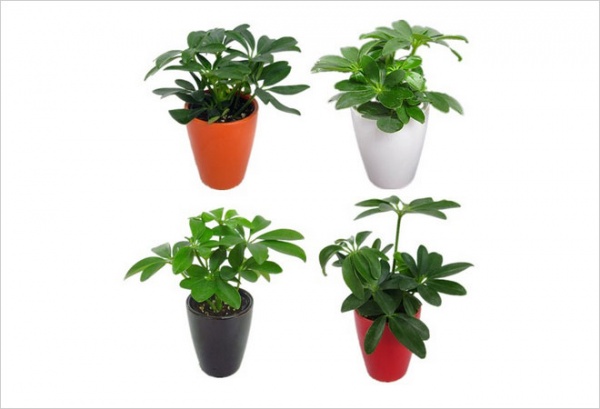 室内最好养的6种盆栽植物