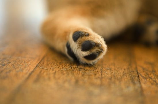 必美解决方案：如何对付木地板上的宠物刮痕？