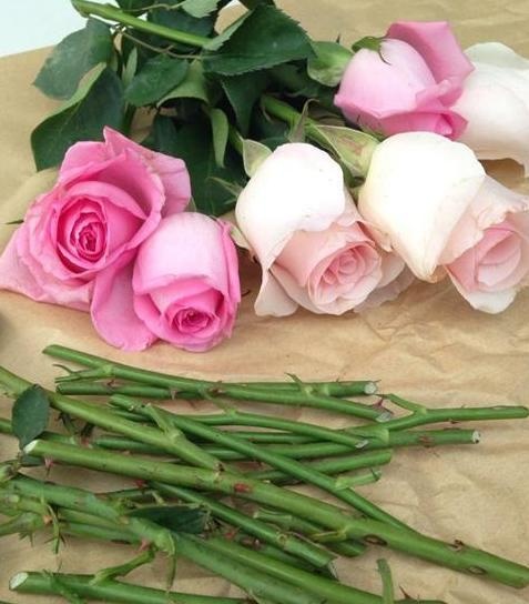 老公不过捡了些烂玫瑰梗，这样一弄竟然种出了一大堆花！