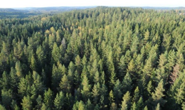 提前看看｜瑞典木业：赤松与设计