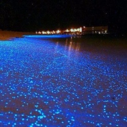  这不是某部科幻片的场景，而是马尔代夫的Vaadhoo岛边海滩——“蓝眼泪”蓝沙
