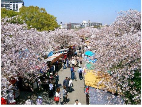 2018京城最大樱园 3月下旬即将开幕