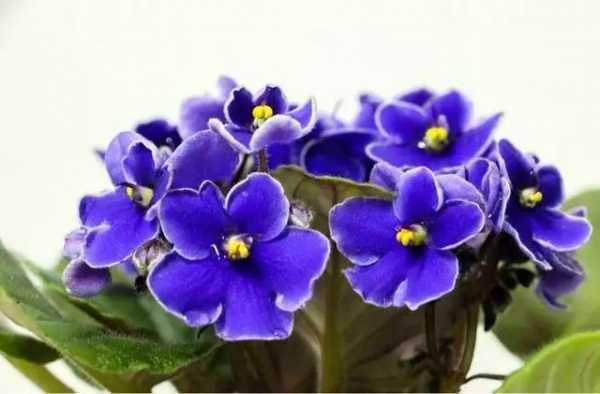 阳台上养这5种花，能将你家点缀成花海！