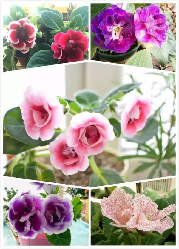 阳台上养这5种花，能将你家点缀成花海！