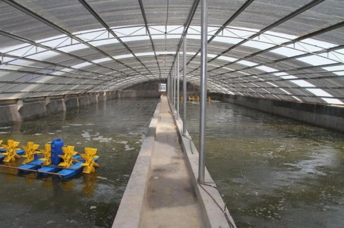 水性生态养虾池漆与工厂化养殖对虾的关系