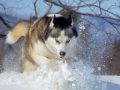 西伯利亚哈士奇犬