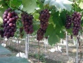 盆栽葡萄栽培技术  葡萄怎么栽培